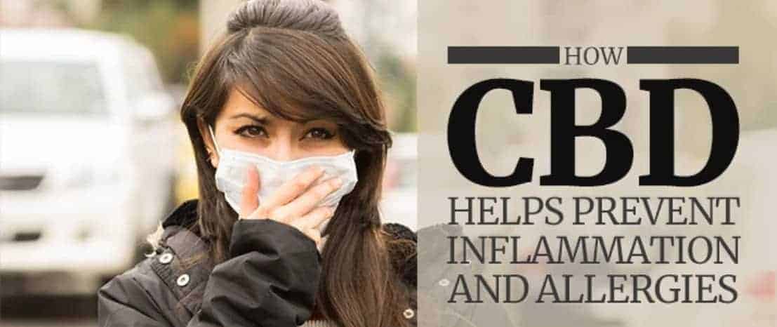 cbd for allergies inflammation and preventing allergies