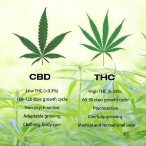 Know everything there is about THC-O