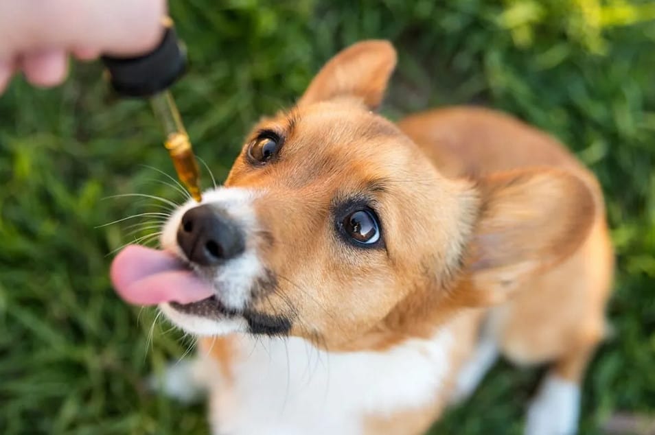 CBD for pets