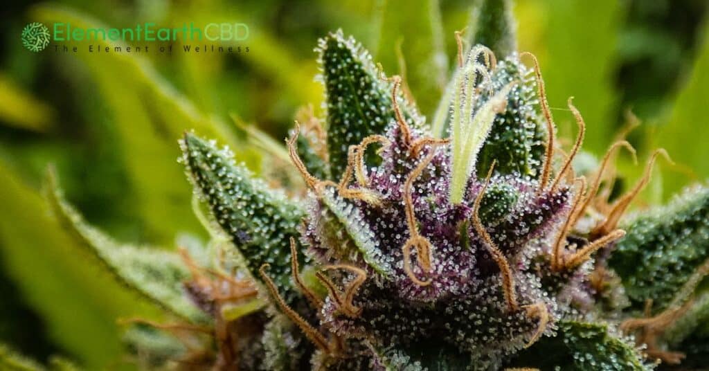 premium-hemp-flowers